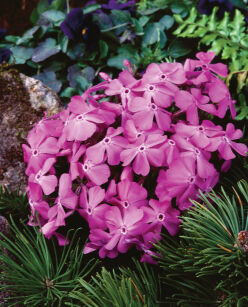 Płomyk Szydlasty "McDaniel`s Cushion" (Phlox Subulata)