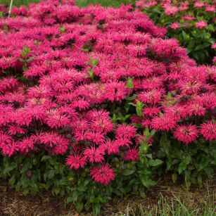 Pysznogłówka  "Leading Lady Razzberry"  ( Monarda)