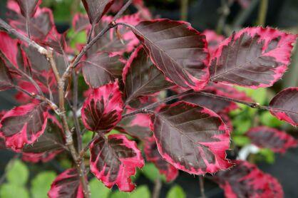 Buk Pospolity "Purpurea Tricolor" (Fagus Sylvatica)