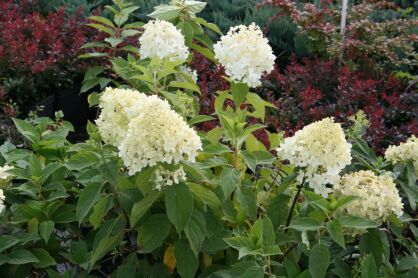 Hortensja Bukietowa "Limelight" (Hydrangea Paniculata)