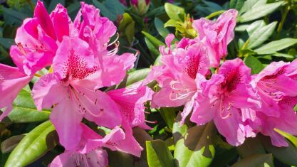 Różanecznik "Cosmopolitan" (Rhododendron)