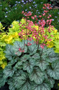 Żurawka "Peppermint" (Heuchera)