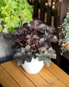 Żurawka "Rex™ Black" (Heuchera)