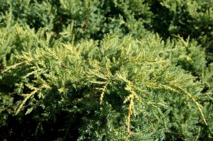 Jałowiec Pfitzera "Golden Joy" (Juniperus Pfitzeriana) 