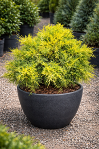 Jałowiec Pfitzera "Golden Joy" (Juniperus Pfitzeriana)