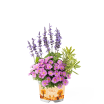Aster Krzaczasty 