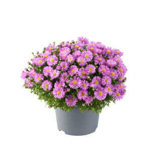 Aster Krzaczasty "Alpha Light Pink" (Aster Dumosus)