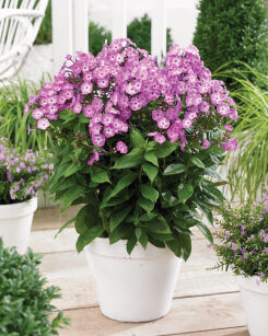 Płomyk Wiechowaty "Famous Light Purple" (Phlox Paniculata)