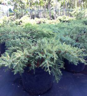 Jałowiec Pfitzera "Gold Coast" (Juniperus Pfitzeriana)
