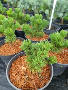 Sosna Górska "Sherwood Copact" (Pinus Mugo)