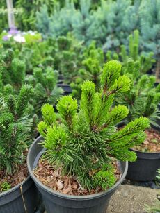 Sosna Górska "Sherwood Copact" (Pinus Mugo)