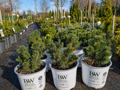 Sosna Górska "Sherwood Copact" (Pinus Mugo)