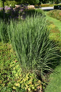 Proso Rózgowate "Prairie Sky" (Panicum Virgatum )