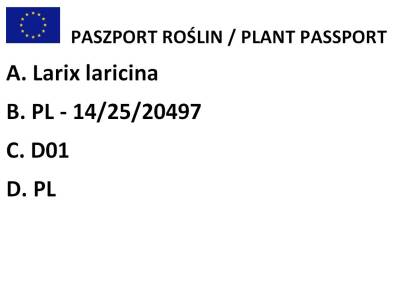 Modrzew amerykański "Craftsbury Flats" (Larix laricina)