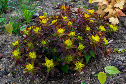 Wilczomlecz złocisty "Bonfire" (Euphorbia polychroma)