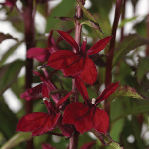 Lobelia okazała "Starship™ F1 Burgundy" (Lobelia speciosa)