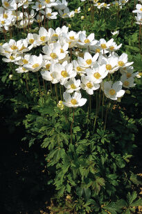 Zawilec Wielkokwiatowy "Snow White" (Anemone sylvestris)