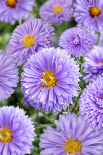 Aster Nowobelgijski "Marie Ballard" (Aster Novi-belgii)