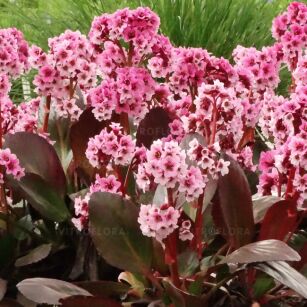 Bergenia "Pink Dragonfly" (Bergenia)