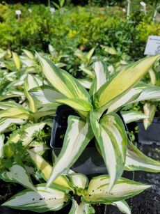 Funkia Siebolda "Hans" (Hosta  Sieboldiana)