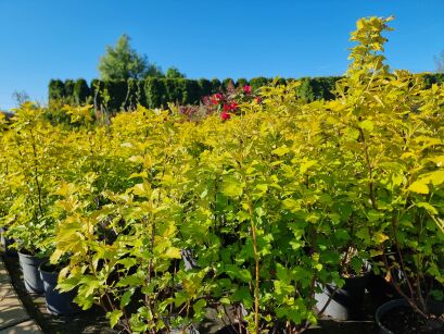 Pęcherznica Kalinolistna "Nugget" (Physocarpus Opulifolius)