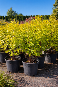 Pęcherznica Kalinolistna "Nugget" (Physocarpus Opulifolius)