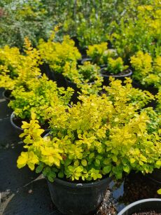 Berberys Thunberga "Goldalita" (Berberis Thunbergii)