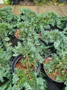 Jałowiec Płożący "Wiltonii" (Juniperus Horizontalis)
