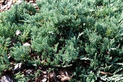 Jałowiec Płożący "Wiltonii" (Juniperus Horizontalis)