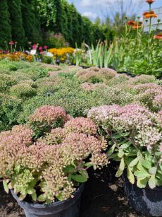 Rozchodnik  "Rock N Round Pride and Joy" (Sedum)