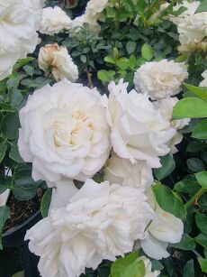 Róża Okrywowa "White Meidiland" (Rosa)