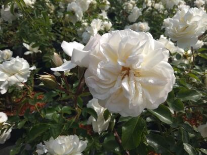 Róża Okrywowa "White Meidiland" (Rosa) 