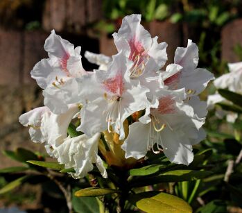 Różanecznik "Gartendirektor Rieger" (Rhododendron)