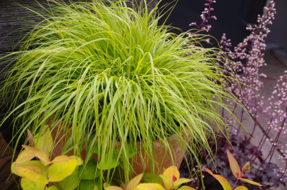 Rozplenica Japońska " Hamelen Gold" ( Pennisetum Alopecurioides ) 