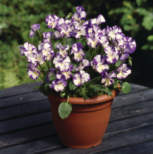 Fiołek Omszony "Rebecca Cawthorne" (Viola Pubescens)