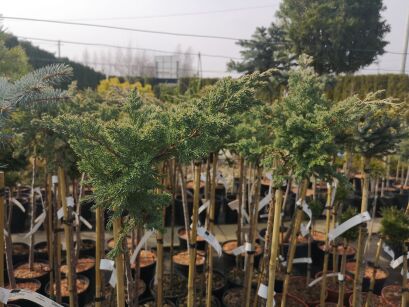 Jałowiec Rozesłany "Kishiogima" szczepiony (Juniperus) 