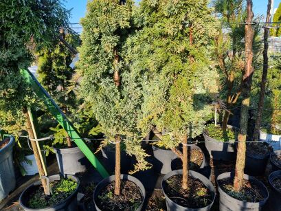 Jałowiec Płożący "Golden Carpet" szczepiony (Juniperus Horizontalis)