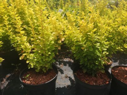 Berberys Thunberga "Golden Tower" (Berberis Thunbergii)