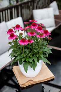 Jeżówka Purpurowa "Delicious Candy" (Echinacea Purpurea)