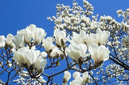 Magnolia Pośrednia 