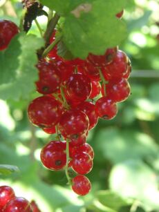 Porzeczka Czerwona "Jonkheer Van Tets” forma szczepiona (Ribes)