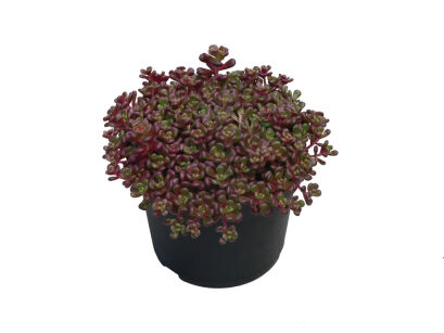 Rozchodnik Oregoński (Sedum Oreganum)