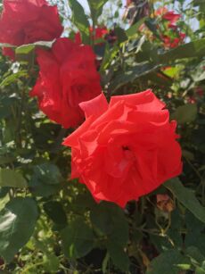 Róża Pnąca  „Cap Horn” (Rosa)