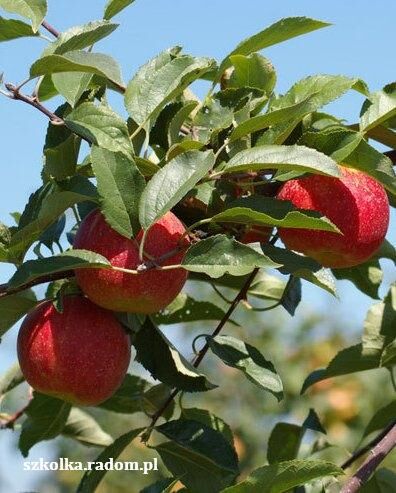 Jabłoń „Gala” goły korzeń (Malus Domestica)