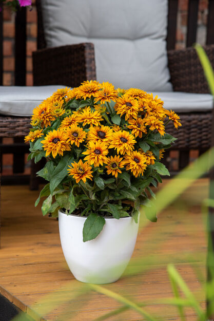 Rudbekia 