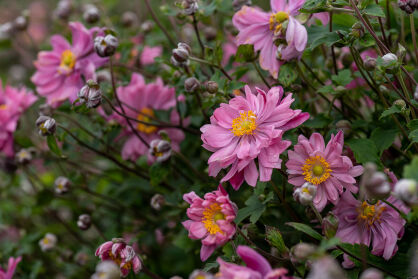 Zawilec Japoński "Bressingham Glow" (Anemone Japonica)