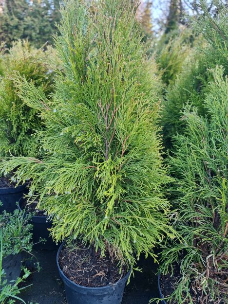 Żywotnik Zachodni 