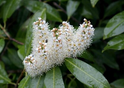 Laurowiśnia Wschodnia "Novita" (Prunus Laurocerasus )