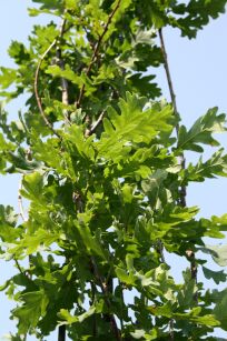 Dąb Szypułkowy "Fastigiata" (Quercus Robur)