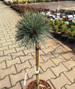 Sosna Koreańska "Blue Ball" szczepiona (Pinus Koraiensis)